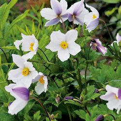 アネモネ：ワイルドスワン4.5号ポット