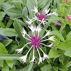 セントーレア：アメジストインスノー4.5号ポット