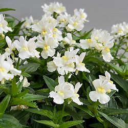 ネメシア：エッセンシャル　スノーベリー3-3.5号ポット