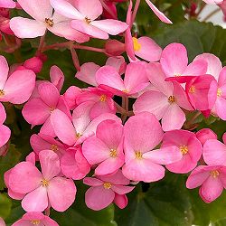 ベゴニア：ラブミー音彩（ネイロ）4号鉢植え
