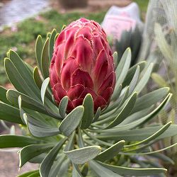 プロテア：ビーナス　7号鉢植え