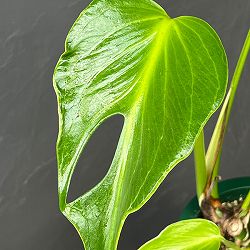 モンステラ：バールマルクスフレーム　5号鉢植え25-01