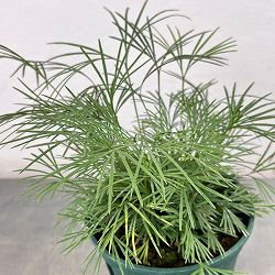 シダ：アクティニオプテリス オーストラリス5号鉢植え