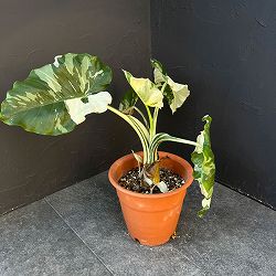 クワズイモ：斑入り　7号25-01