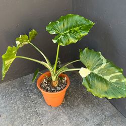 クワズイモ：斑入り　7号25-03