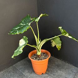 クワズイモ：斑入り　7号25-04