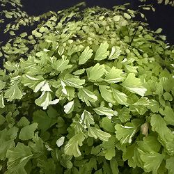 アジアンタム：スノーフレーク　5号鉢植え