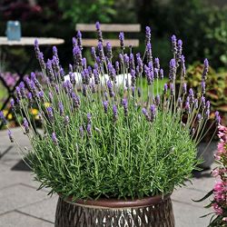 [25年11月中下旬予約]ラベンダー：デンタータ ラディーバインペリアル3号ポット