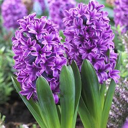 [棚卸セール]ヒヤシンス：パープルプライド 2球セット