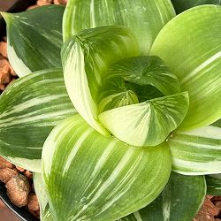 ハオルチア：プラニフォリア　花時計　3号鉢入り