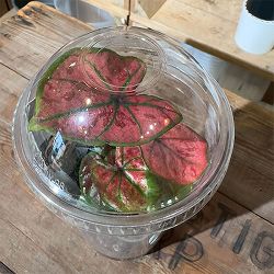 カラジュウム：マユジウム　3.5号プラコレ入り