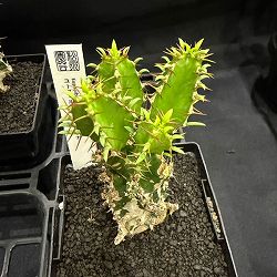 ユーフォルビア：ムランジーナ　3.5号鉢植え