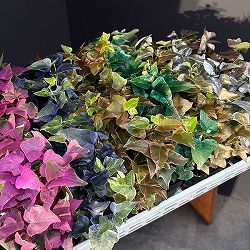 ヘデラ（アイビー）：レインボースペシャル3号ポット 7株セット