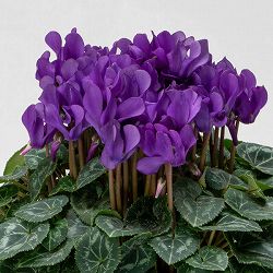 シクラメン：ドラゴン　ディープブルー3.5号ポット*