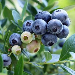 ブルーベリー（サザンハイブッシュ系）：サンシャインブルー7号ポット