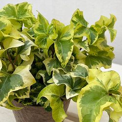 ヘデラ（アイビー）：乙姫（オトヒメ）3.5号鉢植え