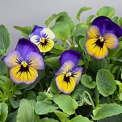 ほふく性ビオラ：フリーフォール　マリーナ～3.5号ポット