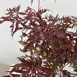 モミジ（カエデ）：陸奥紅枝垂れ（ムツベニシダレ）4号ポット