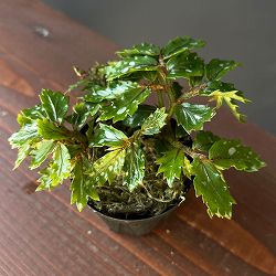 ベゴニア：sp. パプアニューギニア 2号ポット