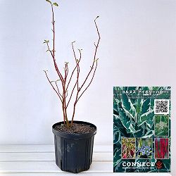 サンゴミズキ（コルヌスアルバ）：アイボリーハロー6号ポット