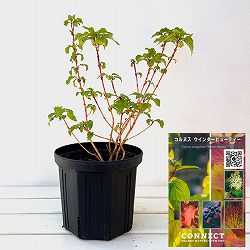 セイヨウミズキ（コルヌス サンギネア）：ウィンタービューティー6号ポット