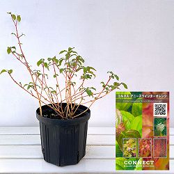 セイヨウミズキ（コルヌス サンギネア）：アニーズウィンターオレンジ6号ポット