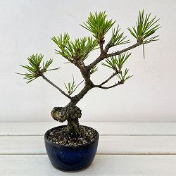 クロマツ（黒松）：小品盆栽 25-01
