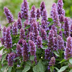 アガスターシェ：ビーリシャスパープル4.5号ポット