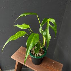 モンステラ：バールマルクスフレーム　5号鉢植え