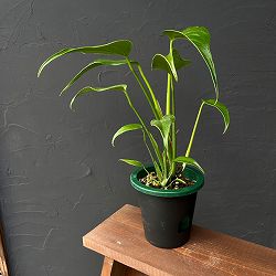モンステラ：バールマルクスフレーム　5号鉢植え25-03