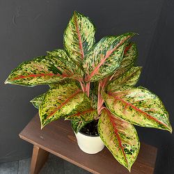 アグラオネマ：テンカラット　５鉢植え