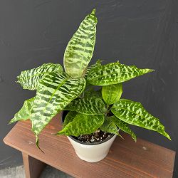 ドラセナ：ゴルディアーナ　5号鉢植え