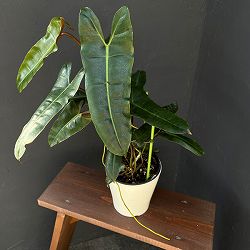 フィロデンドロン：ブラックビレッタエ（ビレッタエ×アタバポエンセ）　 5号鉢植え