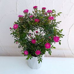 バラ・須磨（すま）リング仕立て6号鉢植え