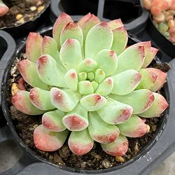 [25年11月中下旬予約]セデベリア：ブルーエルフ 2号ポット