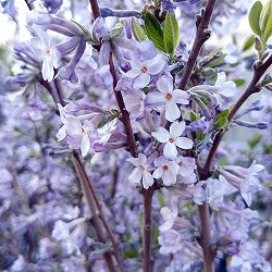 チョウジュザクラ（長寿桜）2.5号ポット