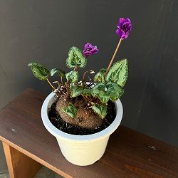 シクラメン：ツヴァイ（インディゴブルー）　コーデックス仕立て5号鉢植え25-02