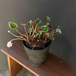 シクラメン：ツヴァイ（ビクトリア）　コーデックス仕立て5号鉢植え25-03