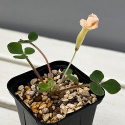 オキザリス：sp. トリカラー 2.5号ポット