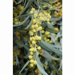 アカシア：ペンデュラ5号ポット