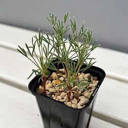 オキザリス：マッソノルム 2.5号ポット