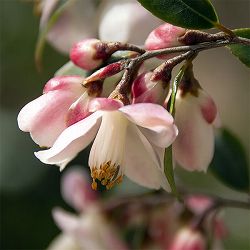 カメリア：エリナカスケード7号鉢植え