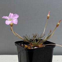 オキザリス：cf. フラバ（ポリフィラ ヘプタフィラ）2.5号ポット