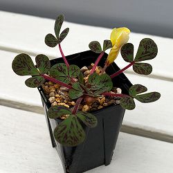 オキザリス：ルテオラ マクラータ MV514IB 2.5号ポット