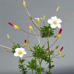 オキザリス：テヌイフォリア 2.5号ポット