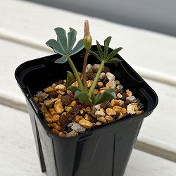 オキザリス：フラバ ラベンダー（ルピニフォリア）2.5号ポット