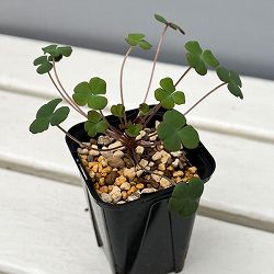 オキザリス：ポコキアエ 2.5号ポット