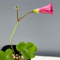 オキザリス：sp. グラハムズタウン 2.5号ポット