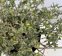 コプロスマ：キルキー6号ポット