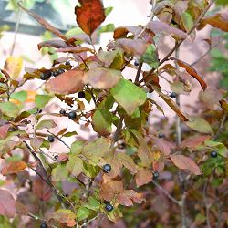 ナツハゼ4号ポット